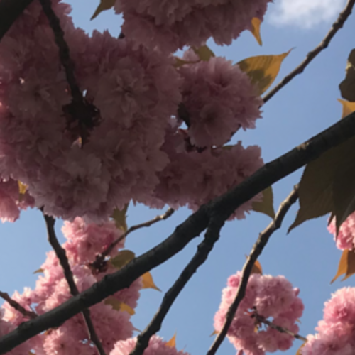 Journal 05: on wellbeing in the woods